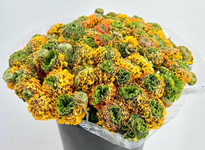 <h4>Ranunculus Clooney Pon Pon Merlino Super</h4>