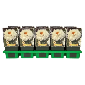 Leucanthemum Ohh La Lagrande