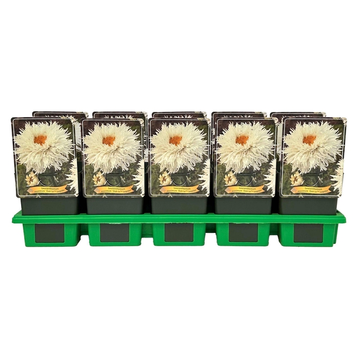 <h4>Leucanthemum Ohh La Lagrande</h4>