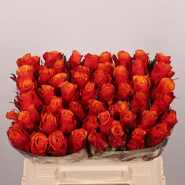 <h4>R GR ESPANA@</h4>