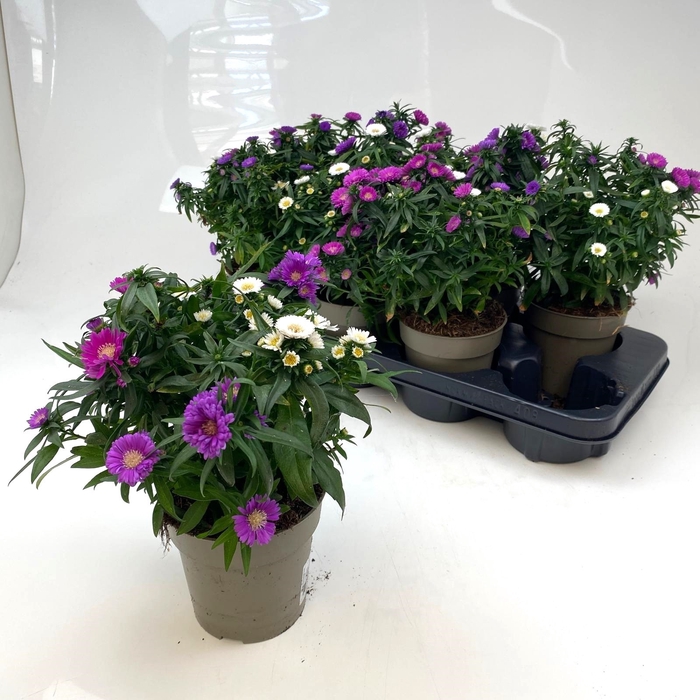 <h4>ASTER M LADY GEM POT</h4>