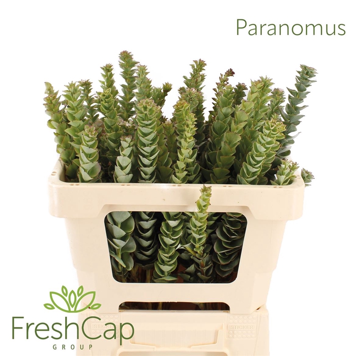 <h4>Paranomus Natural Green</h4>