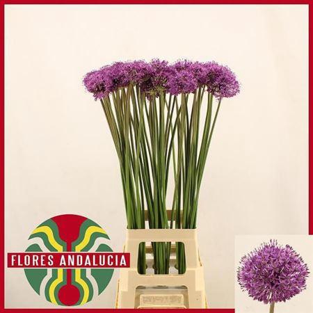 <h4>Allium Gladiator 90cm</h4>