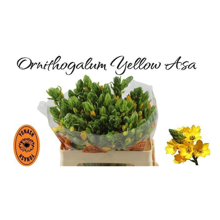 <h4>Ornit Db Yellow Asa</h4>