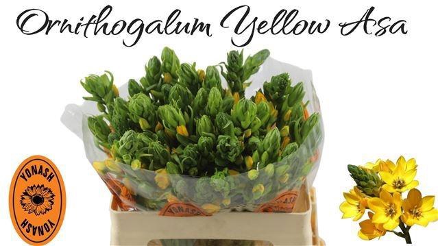 <h4>ORNIT DB YELLOW ASA</h4>