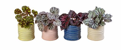 BEGONIA MIX P6 L 66167