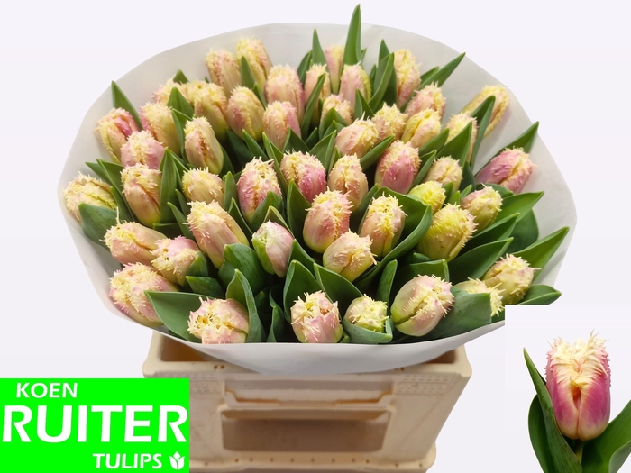 <h4>TU FR HAWAII</h4>