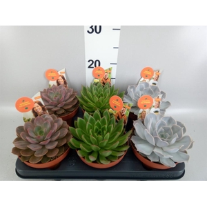 Echeveria   ...mix