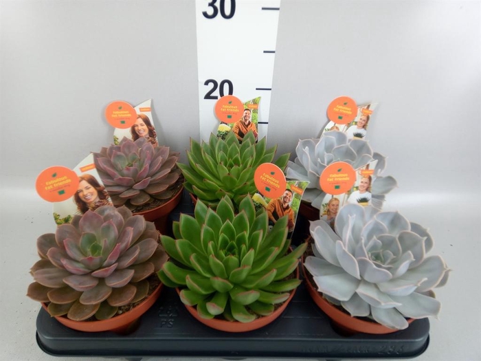 <h4>Echeveria   ...mix</h4>