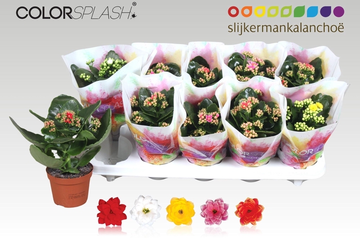 <h4>KAL GE GEM 5 KL</h4>