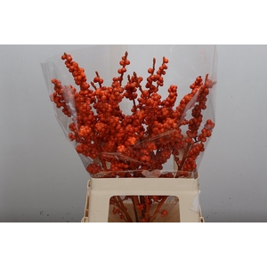 Ilex Wx Orange