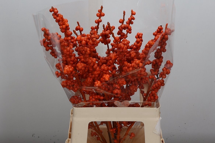 <h4>Ilex Wx Orange</h4>