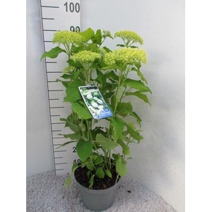 Hydrangea arb. Annabelle struik 60 cm p26