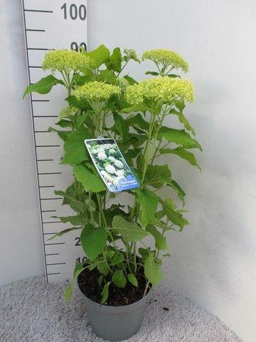 <h4>Hydrangea arb. Annabelle struik 60 cm p26</h4>