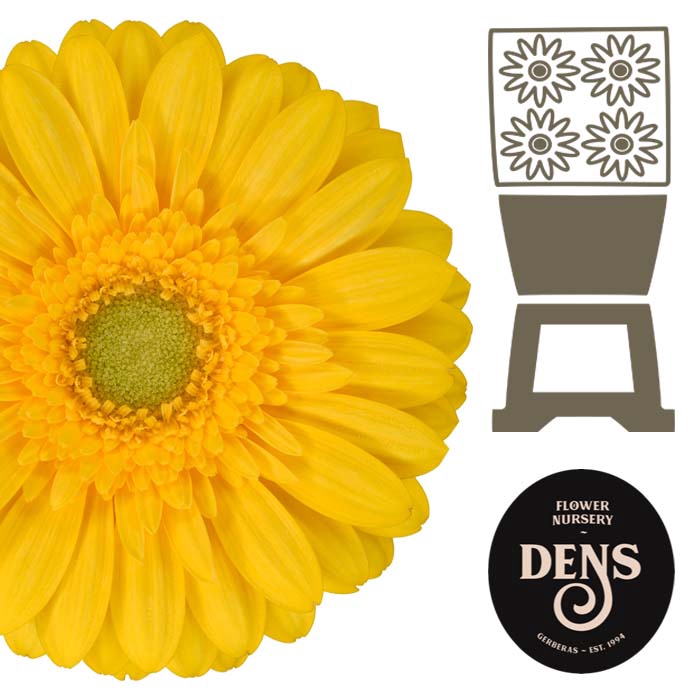 <h4>Germini Emoji Diamond</h4>