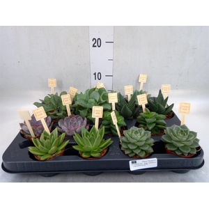 Succulents   ...mix 4