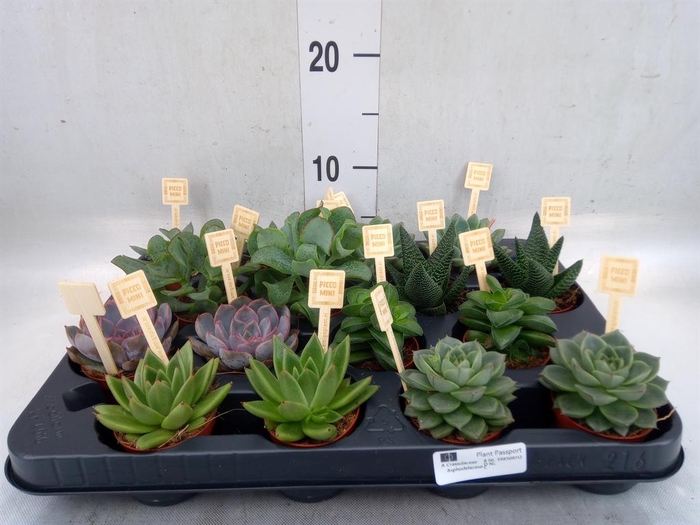 <h4>Succulents   ...mix 4</h4>