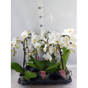 Phalaenopsis  'Ant Leeds'