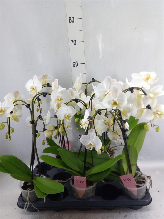 <h4>Phalaenopsis  'Ant Leeds'</h4>