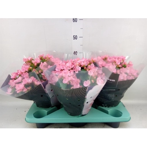 Begonia elat. EN 'Betulia Candy'