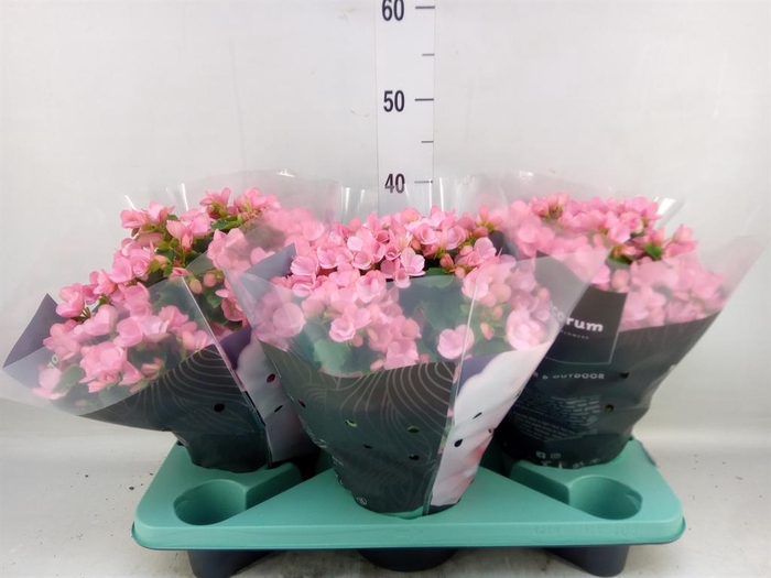 <h4>Begonia elat. EN 'Betulia Candy'</h4>