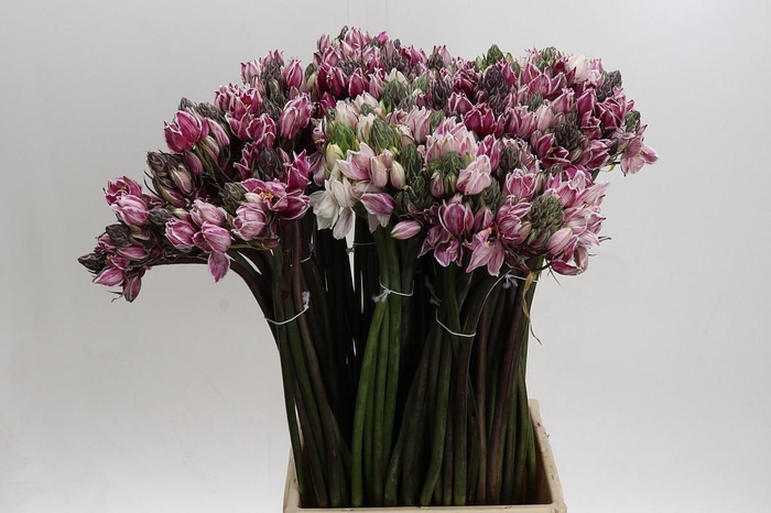 Ornithogalum coloured H%