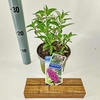 Buddleja