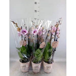 Phalaenopsis   ...