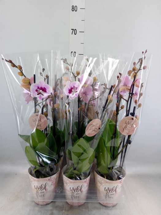 <h4>Phalaenopsis ...</h4>