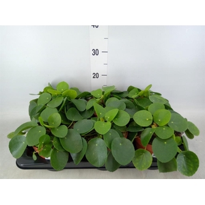 Pilea peperomioides