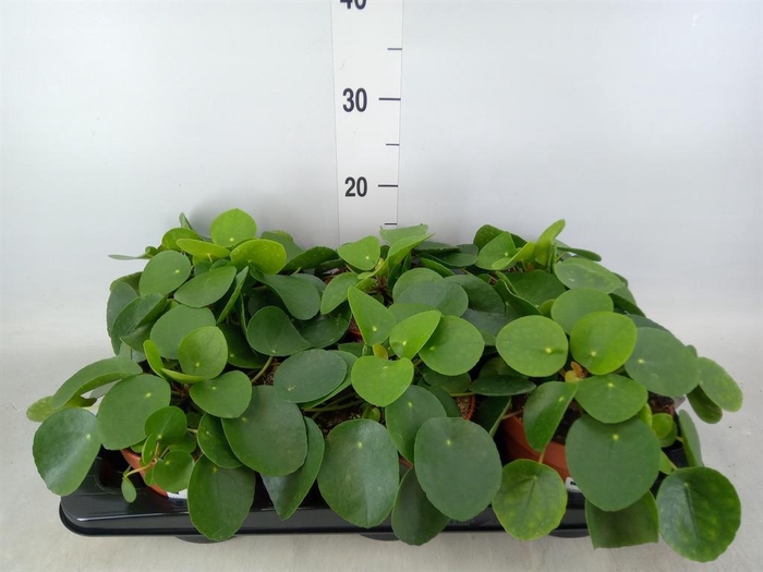 <h4>Pilea peperomioides</h4>