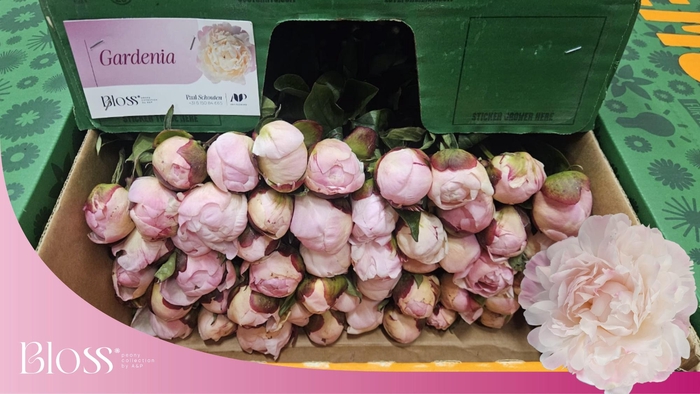 <h4>PAEO L GARDENIA</h4>