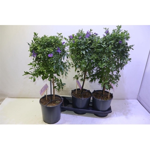 Solanum Ra Blue Foun