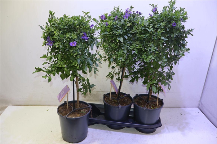 <h4>Solanum Ra Blue Foun</h4>