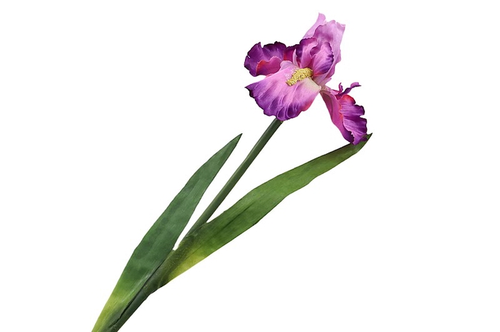 <h4>Iris Purple</h4>