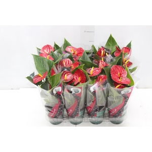 ANTHURIUM RED SUCCESS P09
