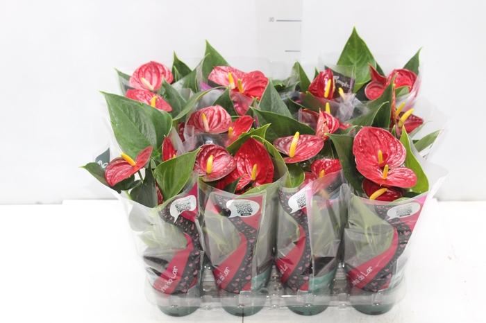 <h4>ANTHURIUM RED SUCCESS P09</h4>