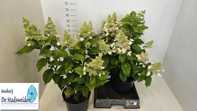 <h4>HYDR PANICULATA</h4>