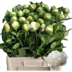 PAEO COL OWEN COUSIN