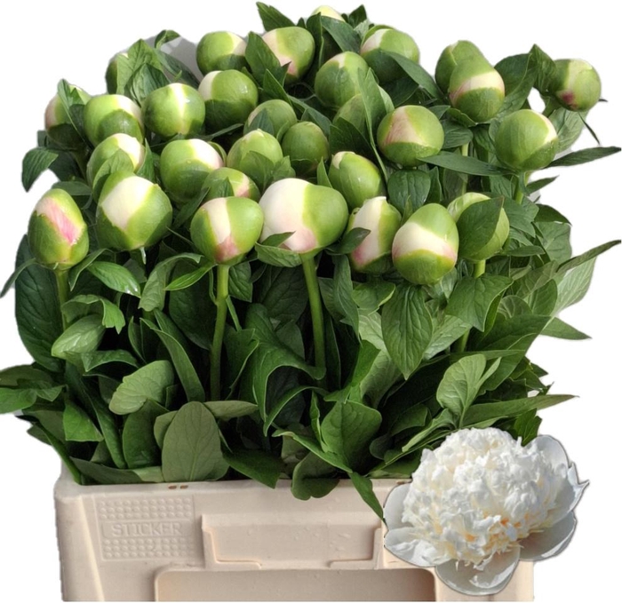 <h4>PAEO COL OWEN COUSIN</h4>