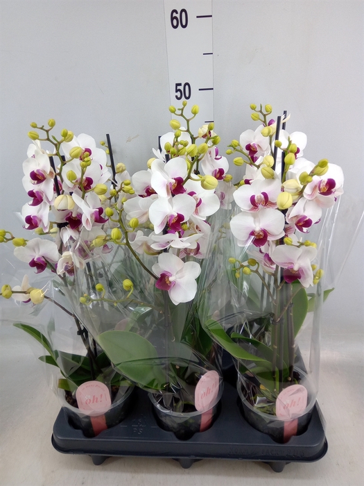 <h4>Phalaenopsis multi. 'FC Safe Haven'</h4>