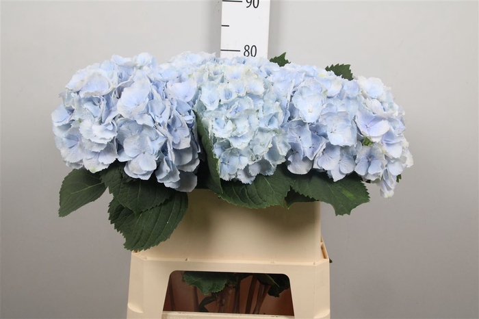 <h4>Hydr M Verena (blauw)</h4>