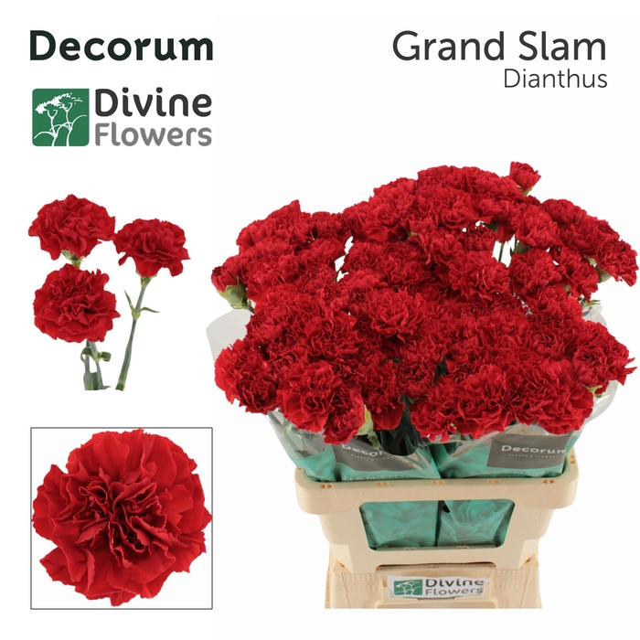 <h4>Di St Grand Slam Divine</h4>