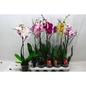 PHAL GEM