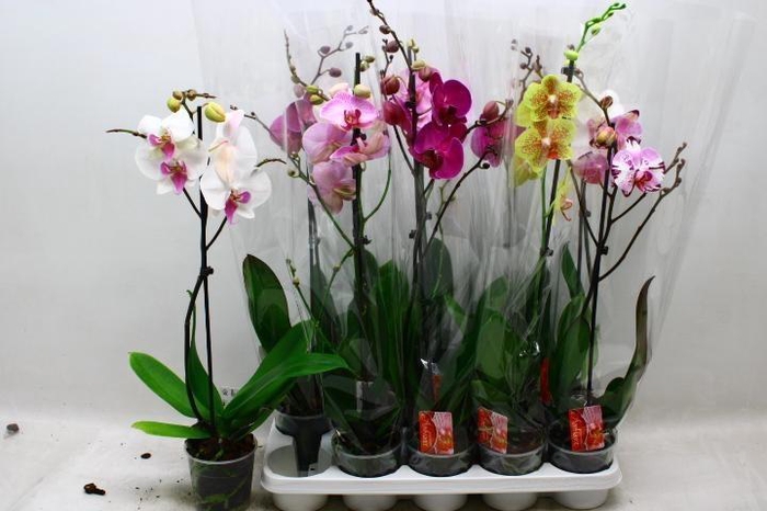 <h4>PHAL GEM</h4>