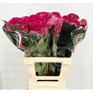 Celosia Cristata Bombay Firosa