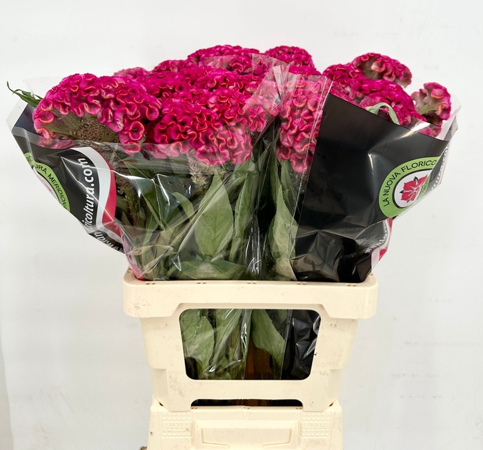 <h4>Celosia Cristata Bombay Firosa</h4>