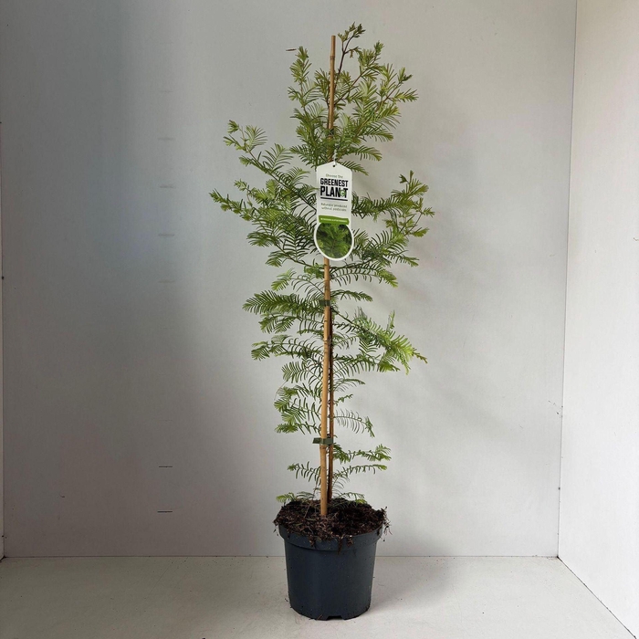 <h4>Metasequoia glyptostroboi</h4>