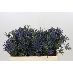 Eryngium Planum