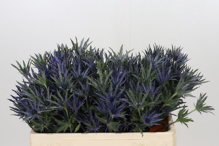<h4>Eryngium Planum</h4>